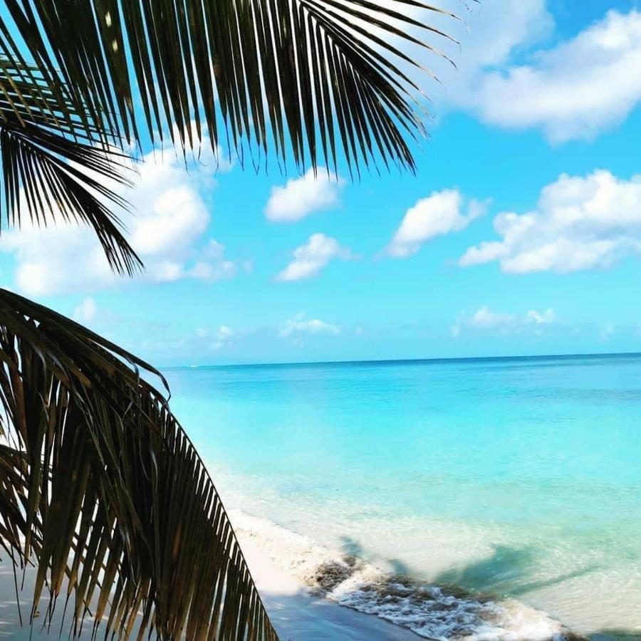 Libellule * Grand-Bourg (Marie Galante)